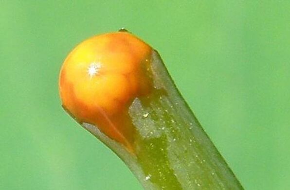 Proprietà della celidonia nel trattamento dei papillomi